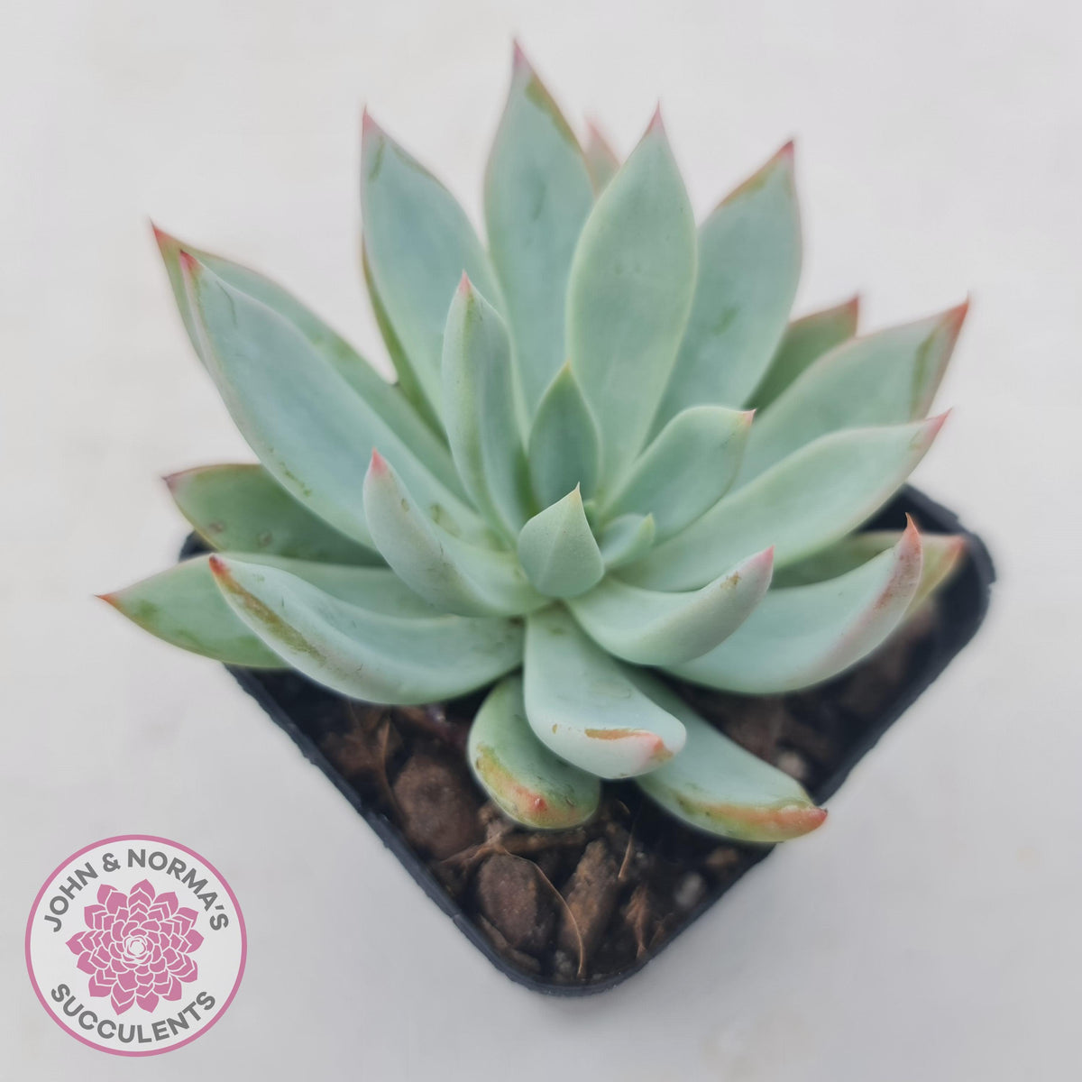 Echeveria 'Cleone'