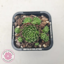 Load image into Gallery viewer, Rosularia Platyphylla