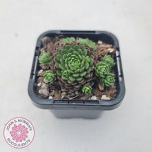 Load image into Gallery viewer, Rosularia Platyphylla - John & Norma's Succulents