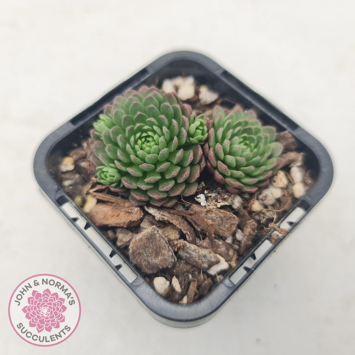 Rosularia Platyphylla