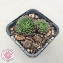Load image into Gallery viewer, Rosularia Platyphylla - John & Norma's Succulents