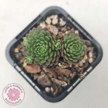 Load image into Gallery viewer, Rosularia Platyphylla - John & Norma's Succulents