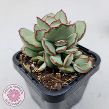 Load image into Gallery viewer, Cotyledon Choco Line - John & Norma's Succulents