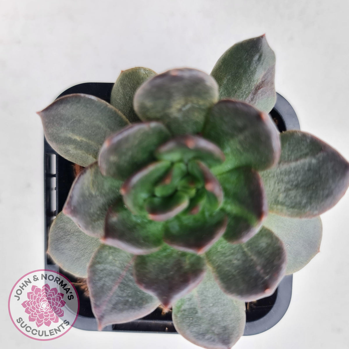 Echeveria 'Red Prince'