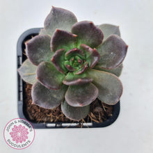 Load image into Gallery viewer, Echeveria Red Prince - John & Norma's Succulents
