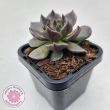 Load image into Gallery viewer, Echeveria Red Prince - John & Norma's Succulents