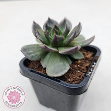 Load image into Gallery viewer, Echeveria Red Prince - John & Norma's Succulents