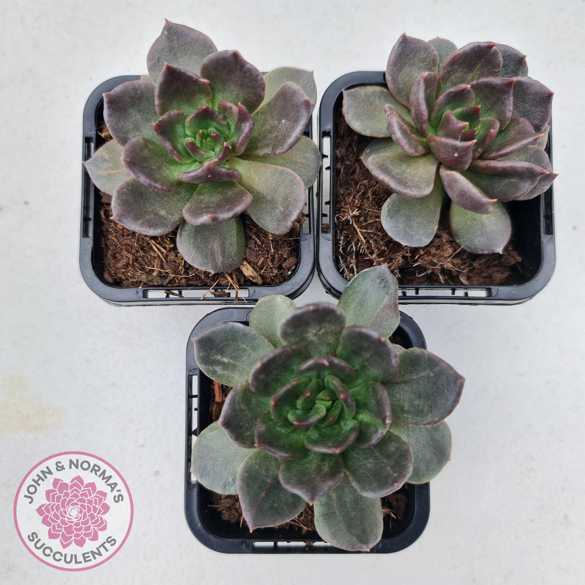 Echeveria 'Red Prince'