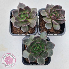 Load image into Gallery viewer, Echeveria Red Prince - John & Norma's Succulents