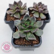Load image into Gallery viewer, Echeveria Red Prince - John & Norma's Succulents