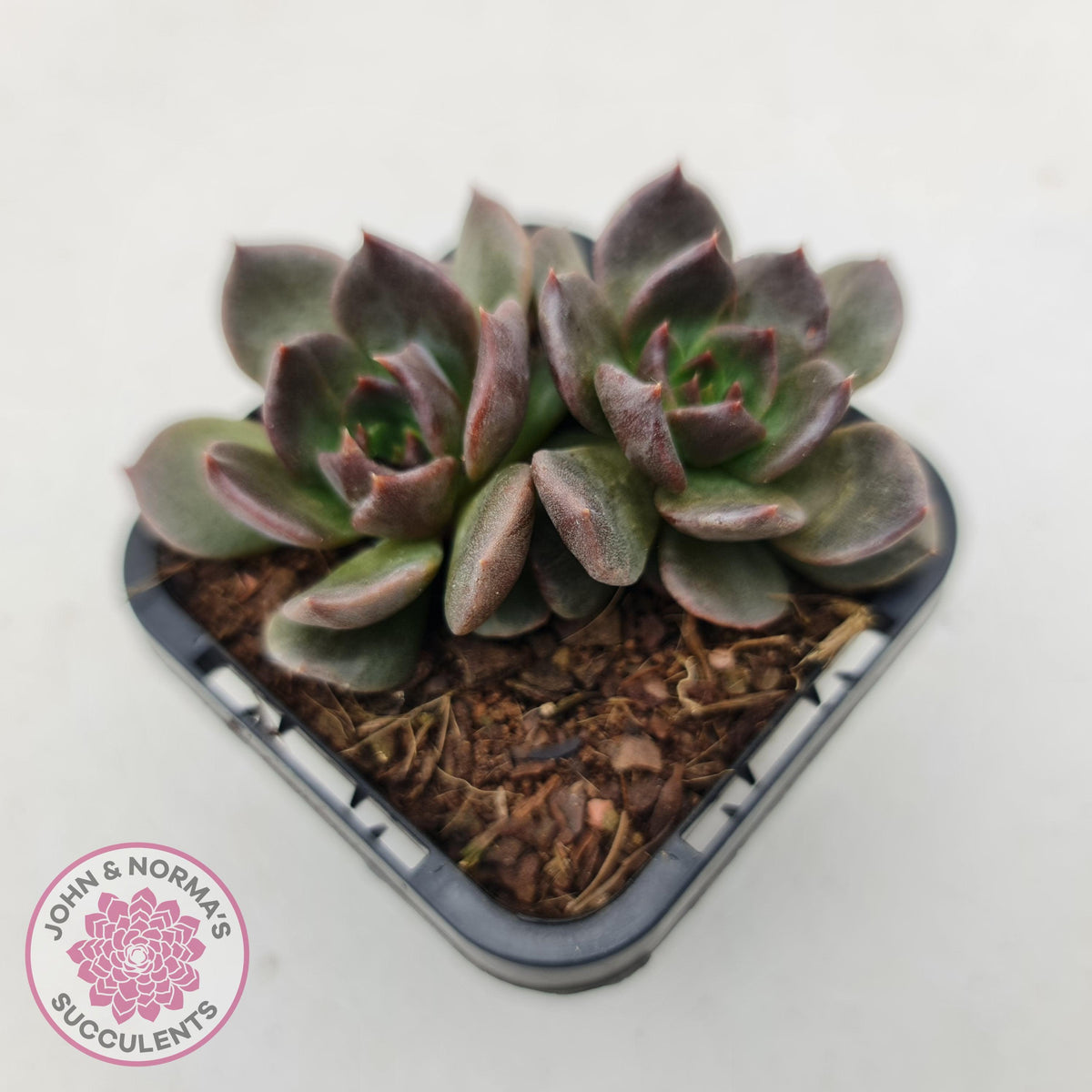 Echeveria 'Red Prince'