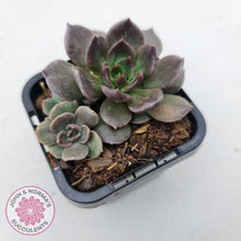 Load image into Gallery viewer, Echeveria Red Prince - John & Norma's Succulents