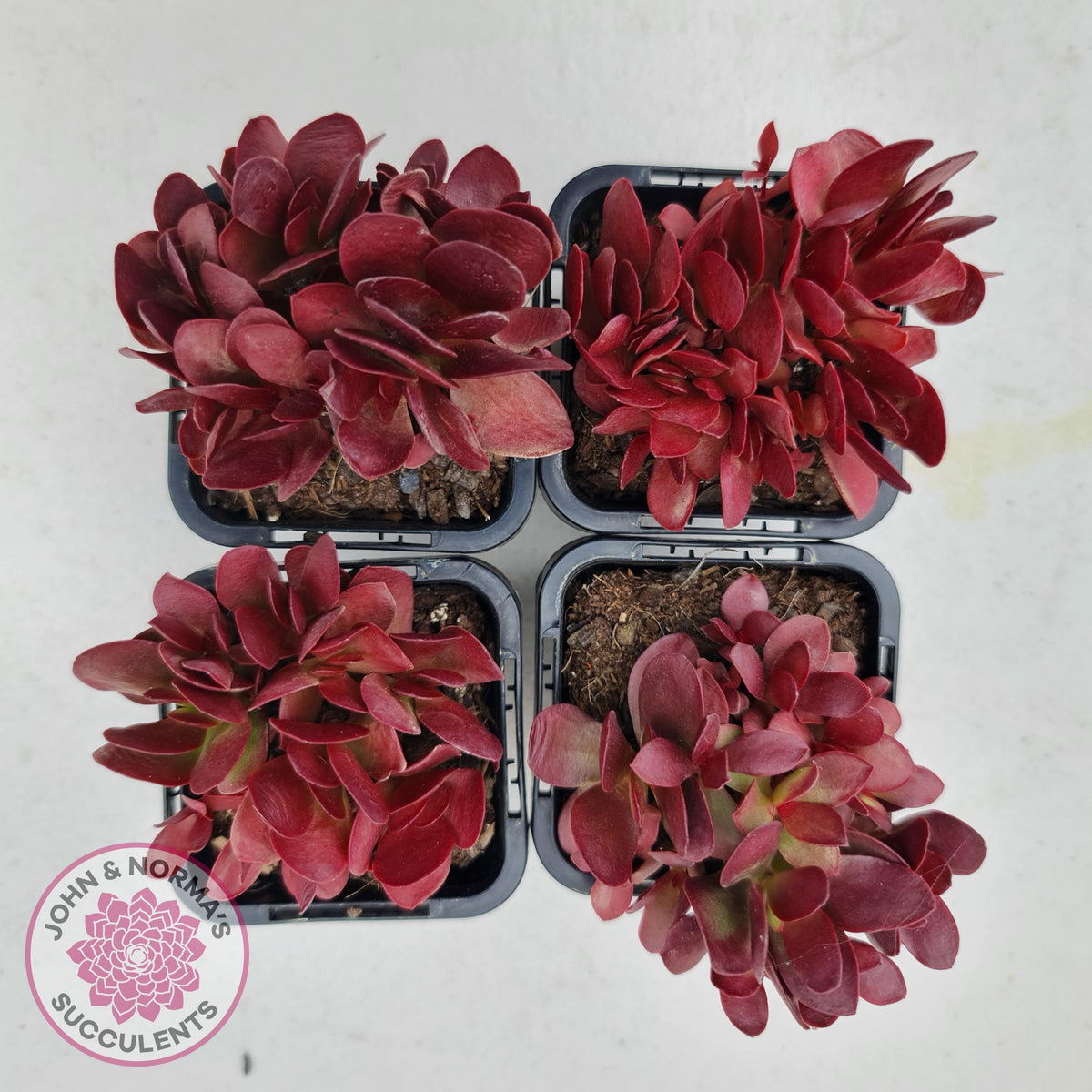 Crassula atropurpurea