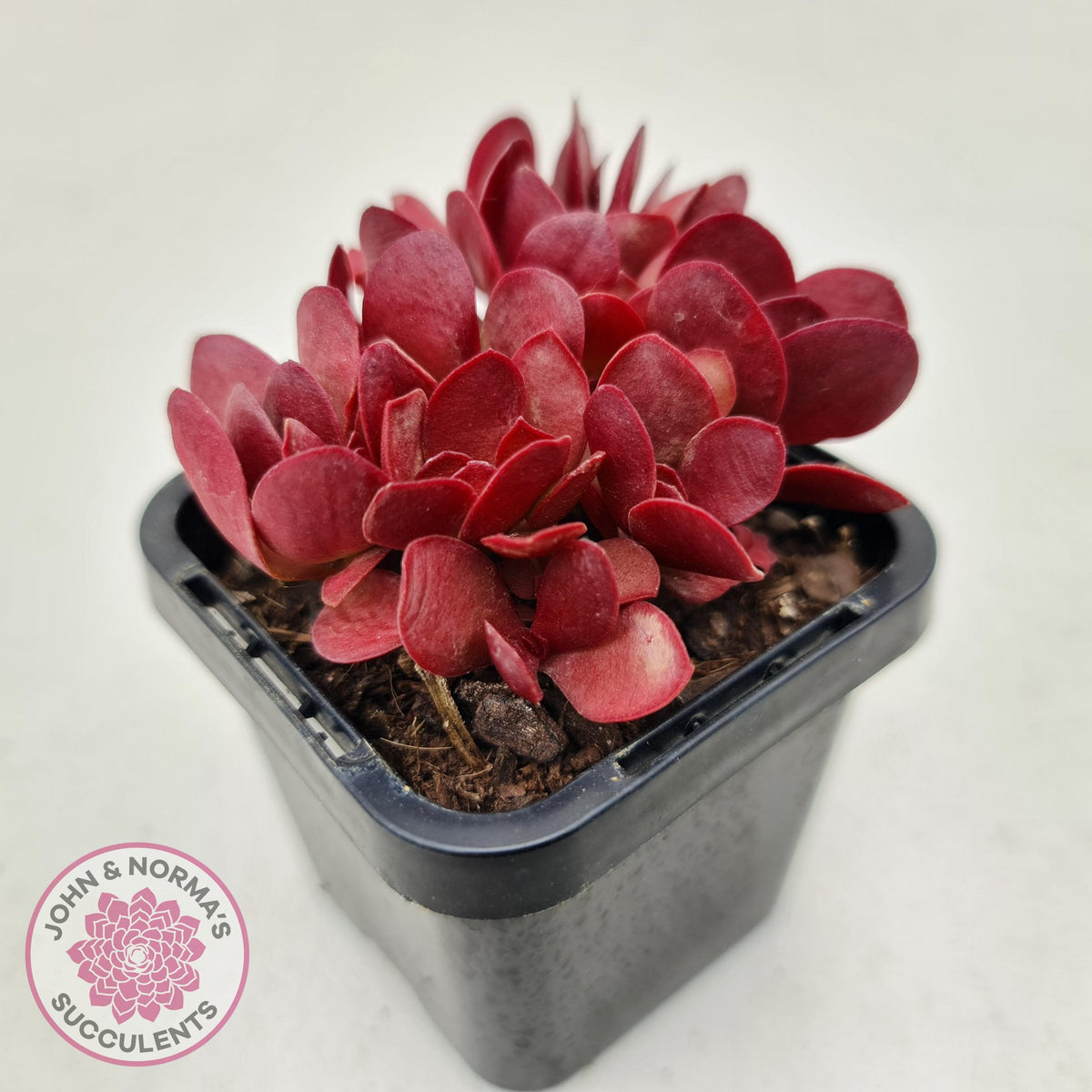 Crassula atropurpurea