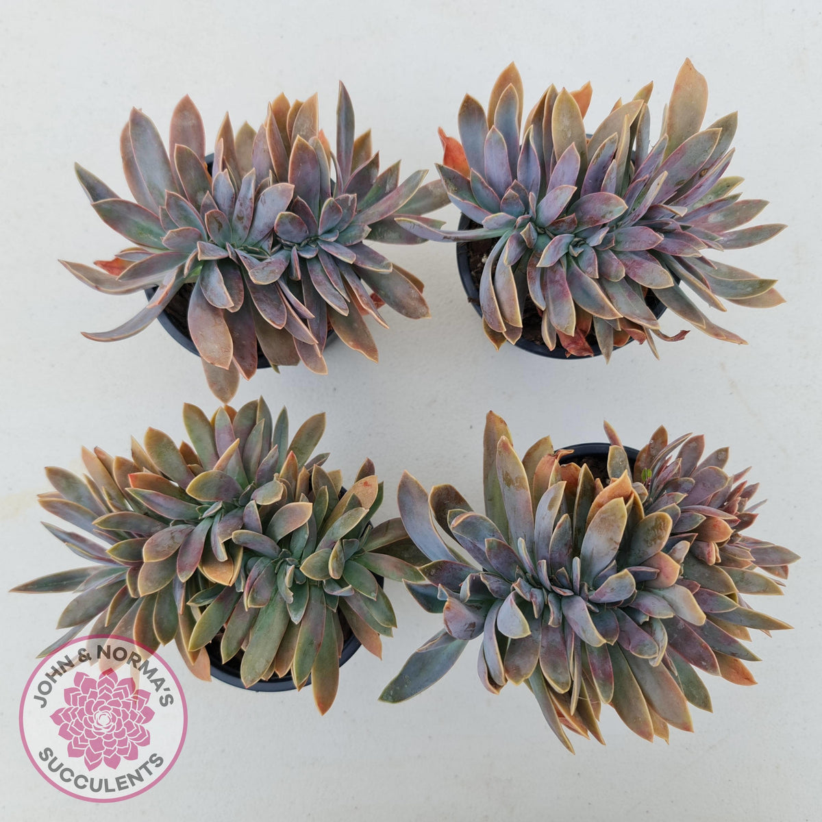Graptoveria Fred Ives Crest - 100mm Large