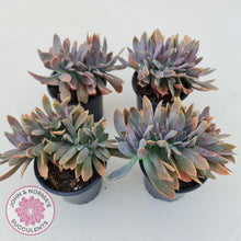 Load image into Gallery viewer, Graptoveria Fred Ives Crest - 100mm Large - John & Norma's Succulents