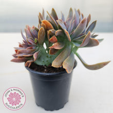Load image into Gallery viewer, Graptoveria Fred Ives Crest - 100mm Large - John & Norma's Succulents