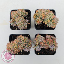 Load image into Gallery viewer, Echeveria Bradburyana Crest - John & Norma's Succulents