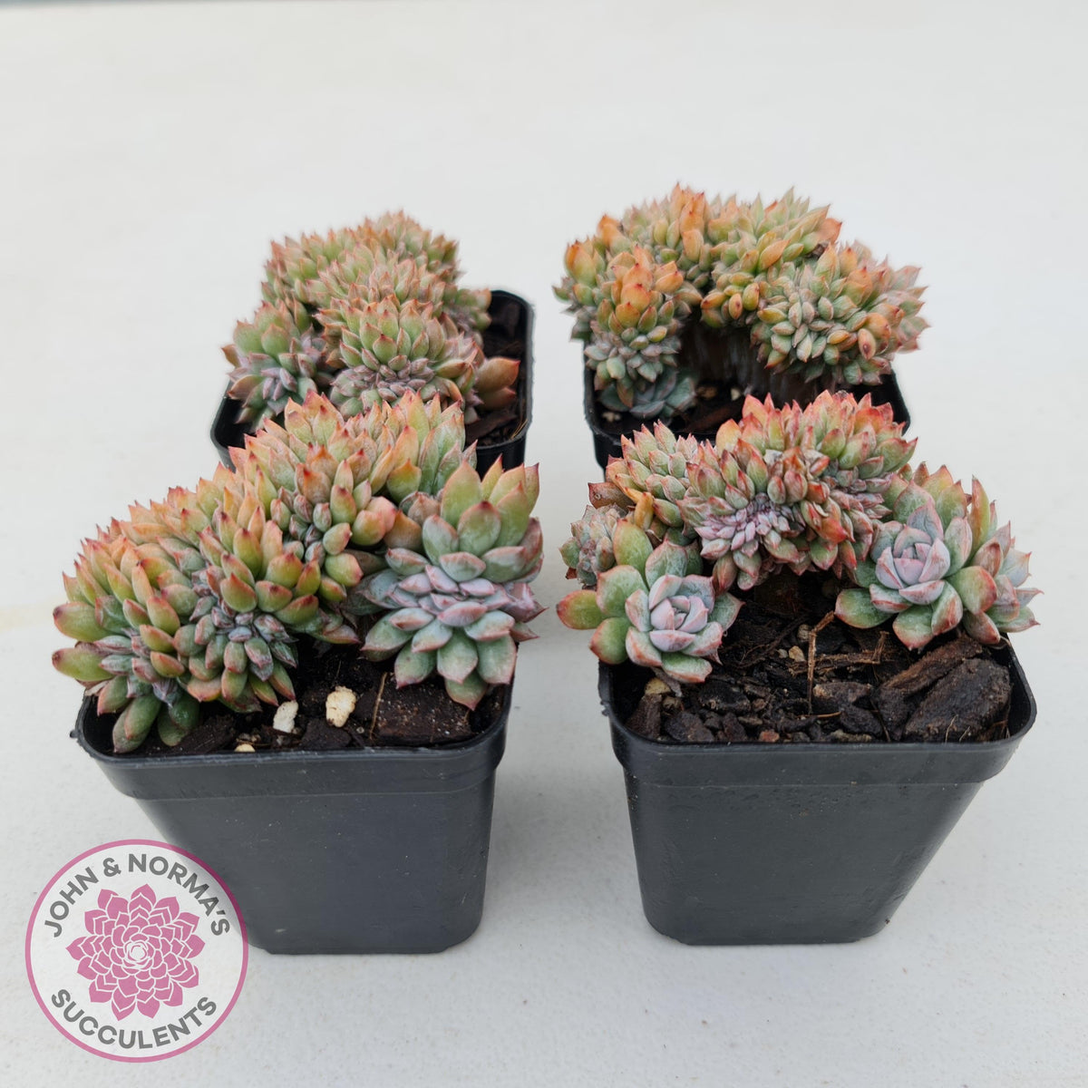 Echeveria Bradburyana Crest