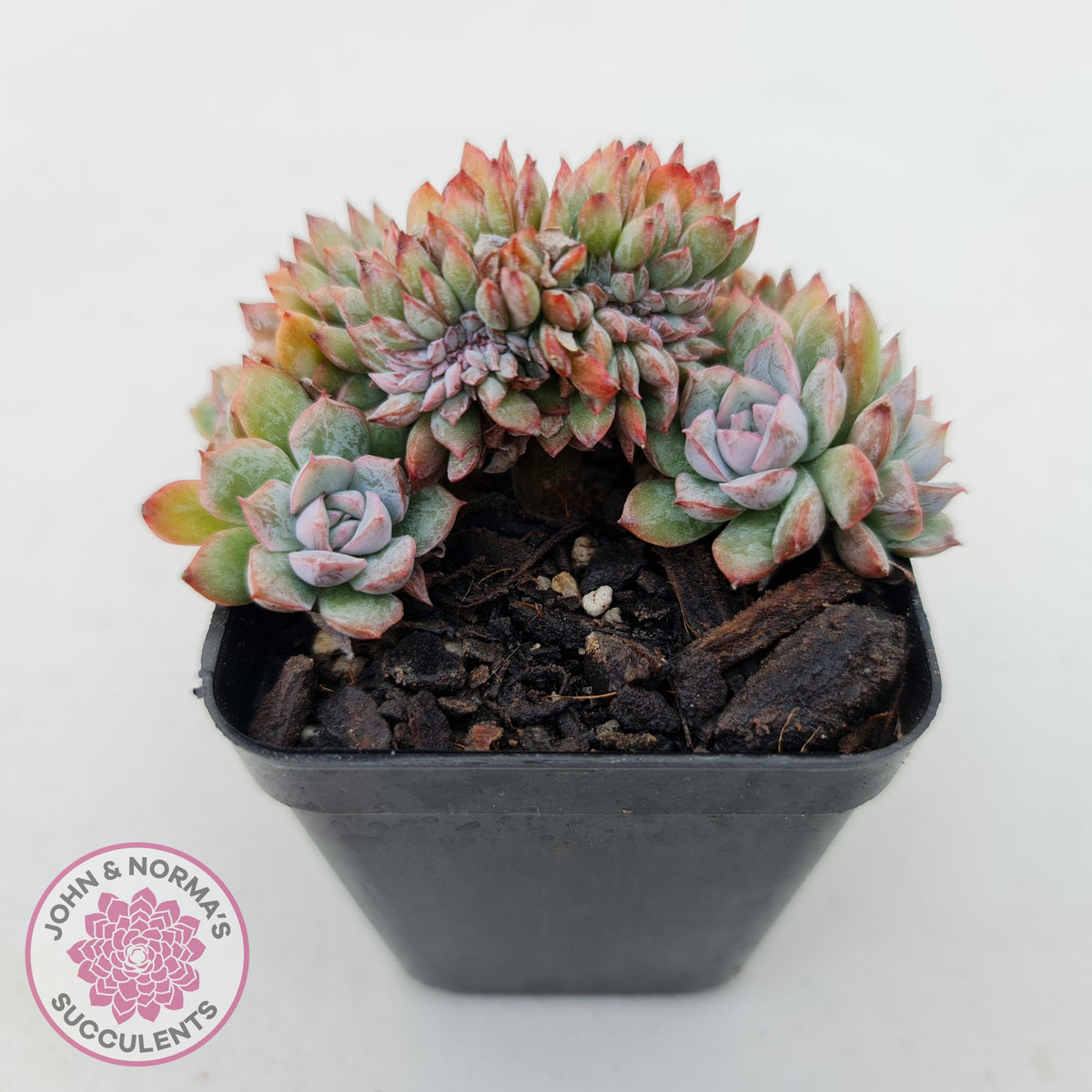 Echeveria Bradburyana Crest