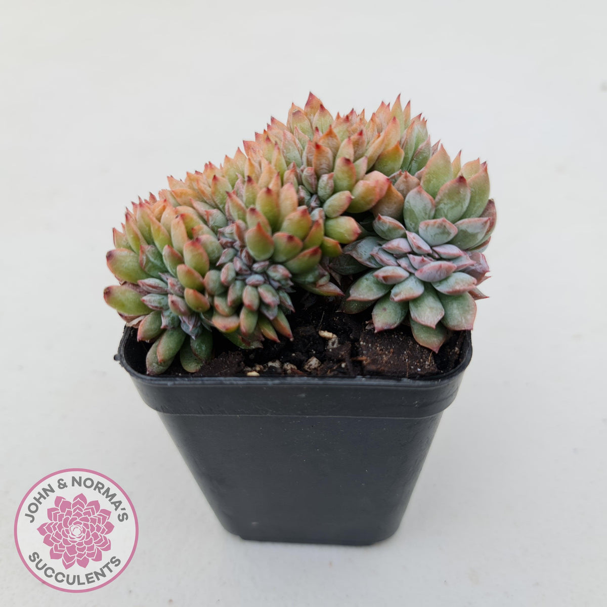Echeveria Bradburyana Crest