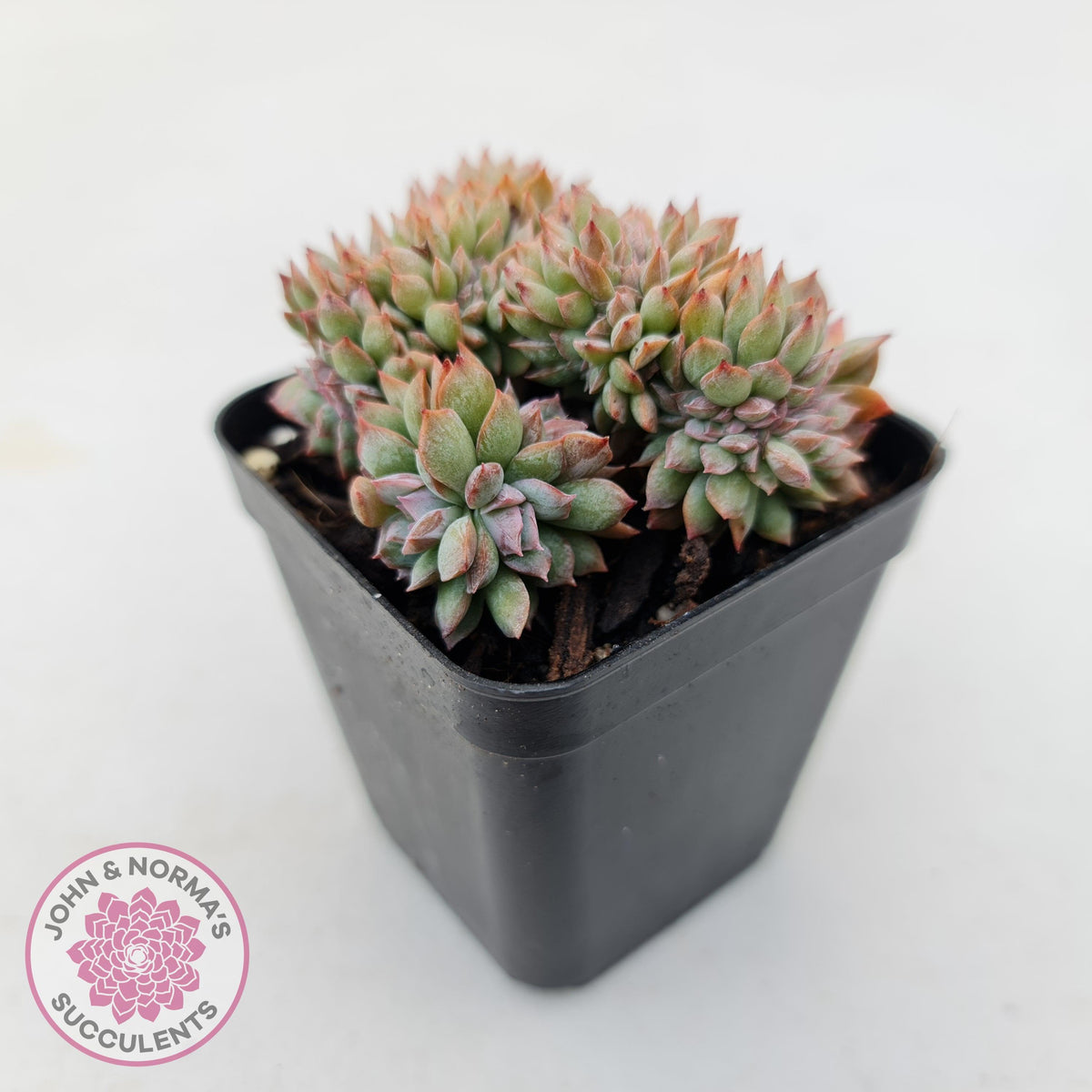 Echeveria Bradburyana Crest