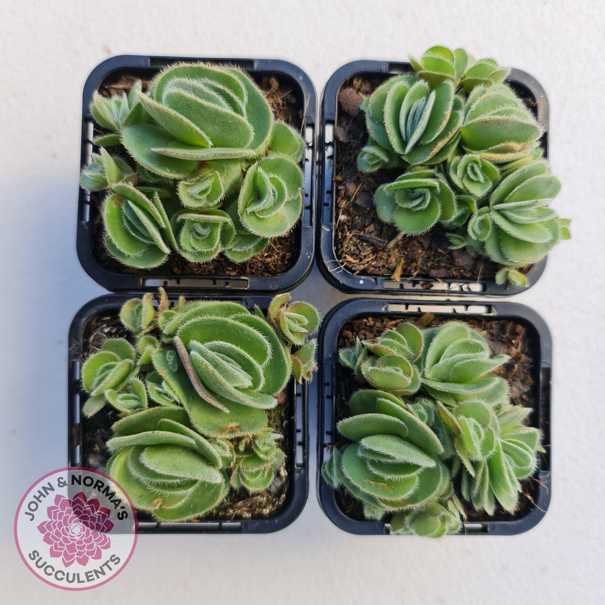 Crassula tomentosa var. glabrifolia
