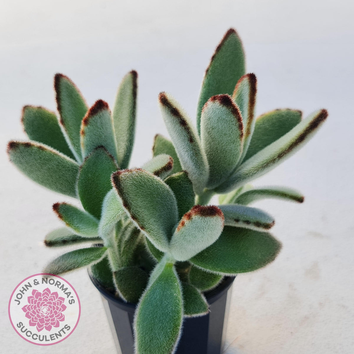Kalanchoe tomentosa - Panda Plant
