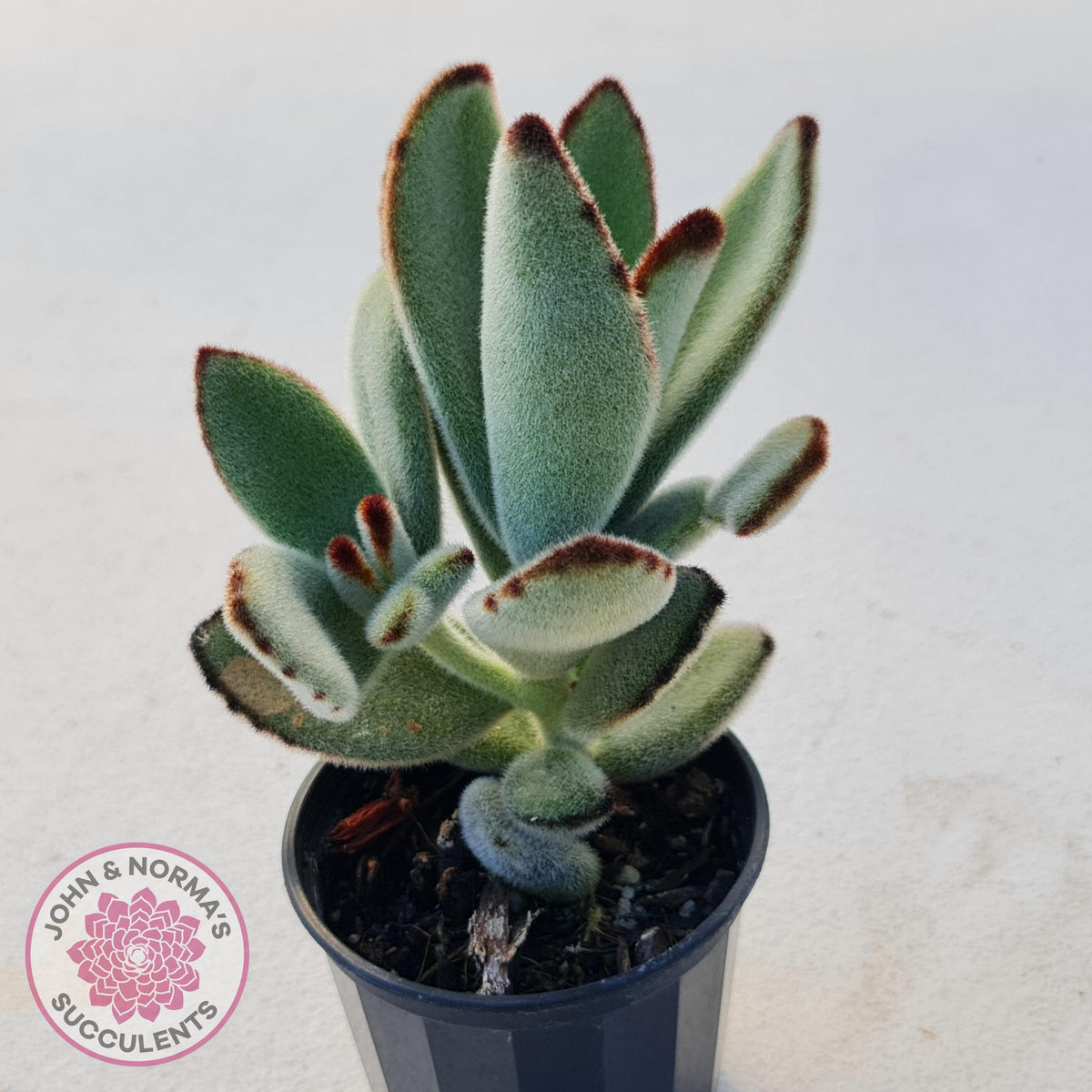 Kalanchoe tomentosa - Panda Plant