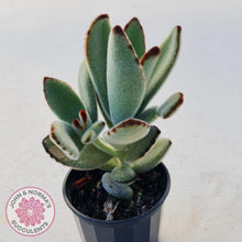 Load image into Gallery viewer, Kalanchoe tomentosa - John & Norma's Succulents