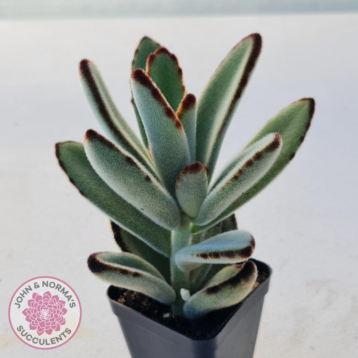 Kalanchoe tomentosa - Panda Plant