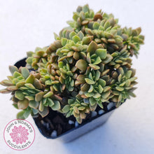 Load image into Gallery viewer, Echeveria Kristen Crest - John & Norma's Succulents