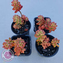 Load image into Gallery viewer, Sedum x rubrotinctum 'Aurora' (Pink Jelly Bean) - John & Norma's Succulents
