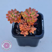 Load image into Gallery viewer, Sedum x rubrotinctum 'Aurora' (Pink Jelly Bean) - John & Norma's Succulents