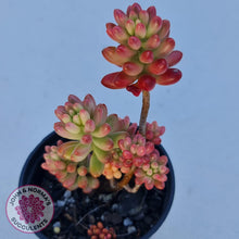 Load image into Gallery viewer, Sedum x rubrotinctum 'Aurora' (Pink Jelly Bean) - John & Norma's Succulents