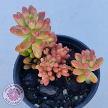 Load image into Gallery viewer, Sedum x rubrotinctum 'Aurora' (Pink Jelly Bean) - John & Norma's Succulents
