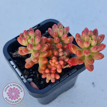 Load image into Gallery viewer, Sedum x rubrotinctum 'Aurora' (Pink Jelly Bean) - John & Norma's Succulents
