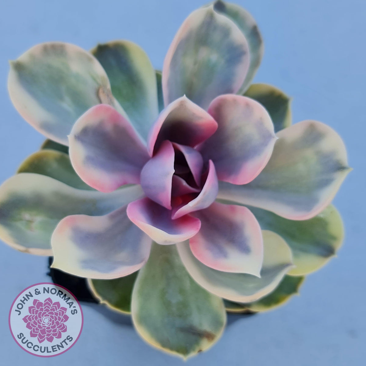 Echeveria West Rainbow