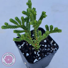 Load image into Gallery viewer, Crassula Pyramidalis - John & Norma's Succulents