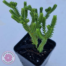 Load image into Gallery viewer, Crassula Pyramidalis - John & Norma's Succulents