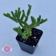 Load image into Gallery viewer, Crassula Pyramidalis - John & Norma's Succulents