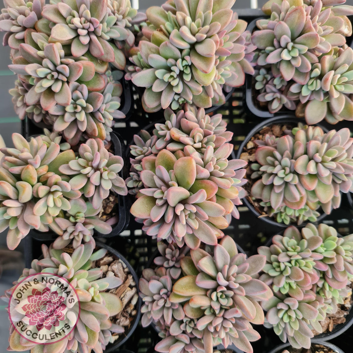 Echeveria manaudes
