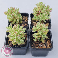 Load image into Gallery viewer, Sedum Joyce Tulloch Variegata by - 70mm Multi Heads - John & Norma's Succulents