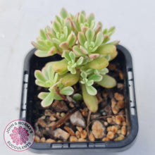 Load image into Gallery viewer, Sedum Joyce Tulloch Variegata by - 70mm Multi Heads - John & Norma's Succulents