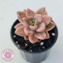 Load image into Gallery viewer, Graptosedum Bronze Variegata - John & Norma's Succulents