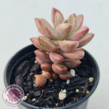Load image into Gallery viewer, Graptosedum Bronze Variegata - John & Norma's Succulents