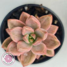 Load image into Gallery viewer, Graptosedum Bronze Variegata - John & Norma's Succulents