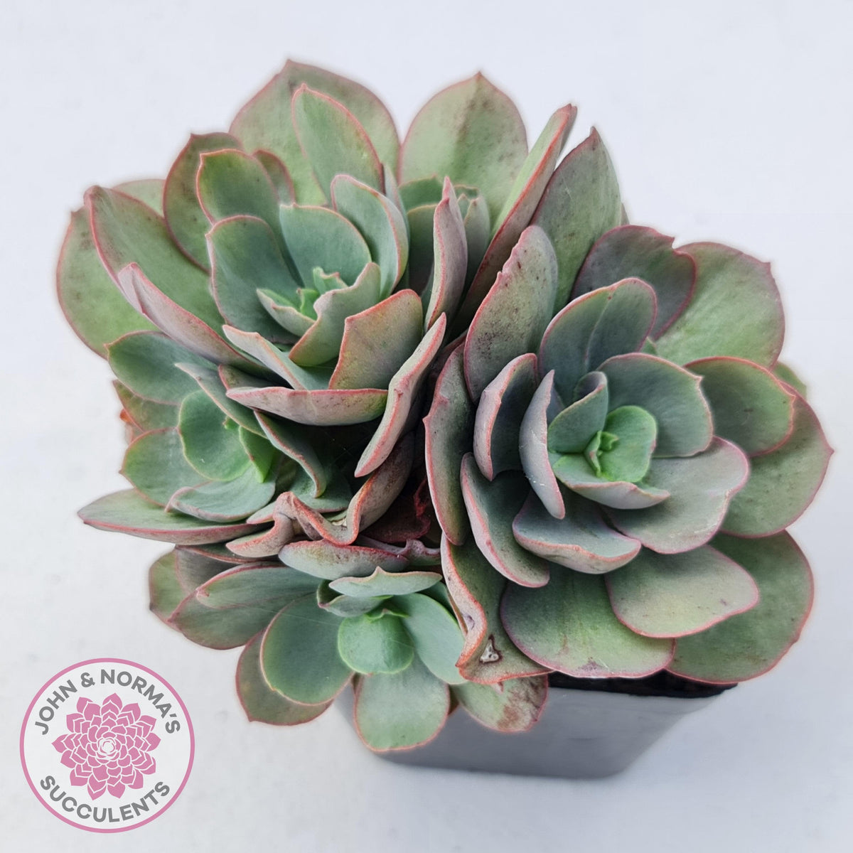 Echeveria Suyon