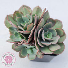 Load image into Gallery viewer, Echeveria Suyon - Multi Heads - John & Norma's Succulents