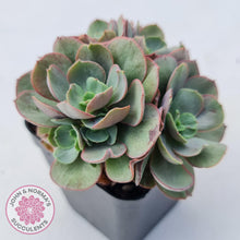 Load image into Gallery viewer, Echeveria Suyon - Multi Heads - John & Norma's Succulents